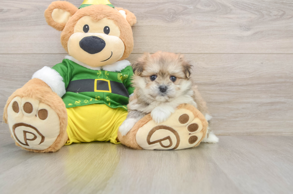 5 week old Maltipom Puppy For Sale - Windy City Pups