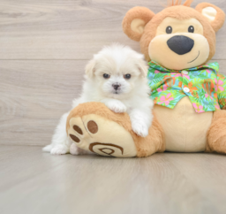 5 week old Maltipom Puppy For Sale - Windy City Pups