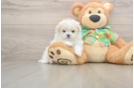 Maltipom Pup Being Cute