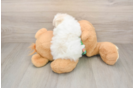 Best Maltipom Baby