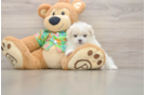 Friendly Maltipom Baby
