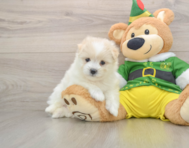 5 week old Maltipom Puppy For Sale - Windy City Pups