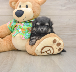 5 week old Maltipom Puppy For Sale - Windy City Pups