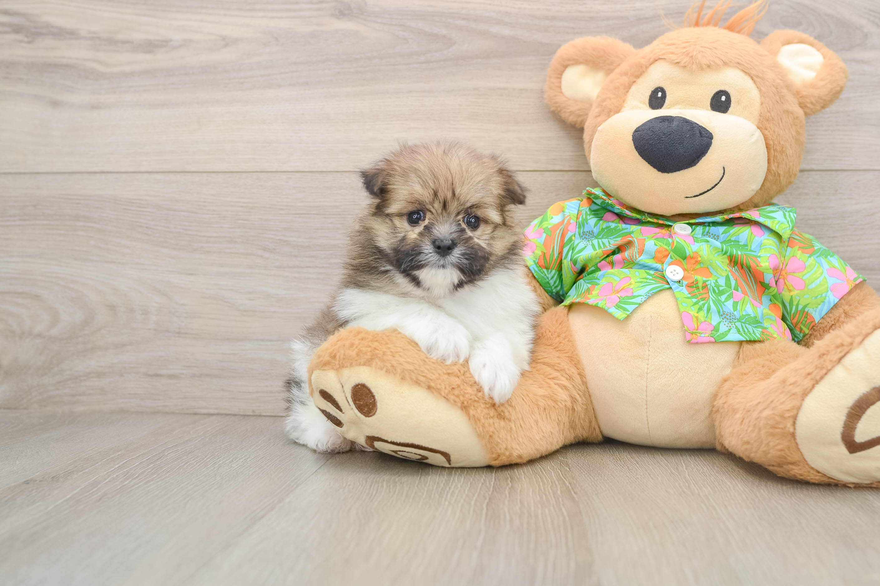 Fluffy Maltipom Designer Pup