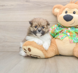 5 week old Maltipom Puppy For Sale - Windy City Pups