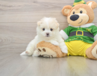 5 week old Maltipom Puppy For Sale - Windy City Pups