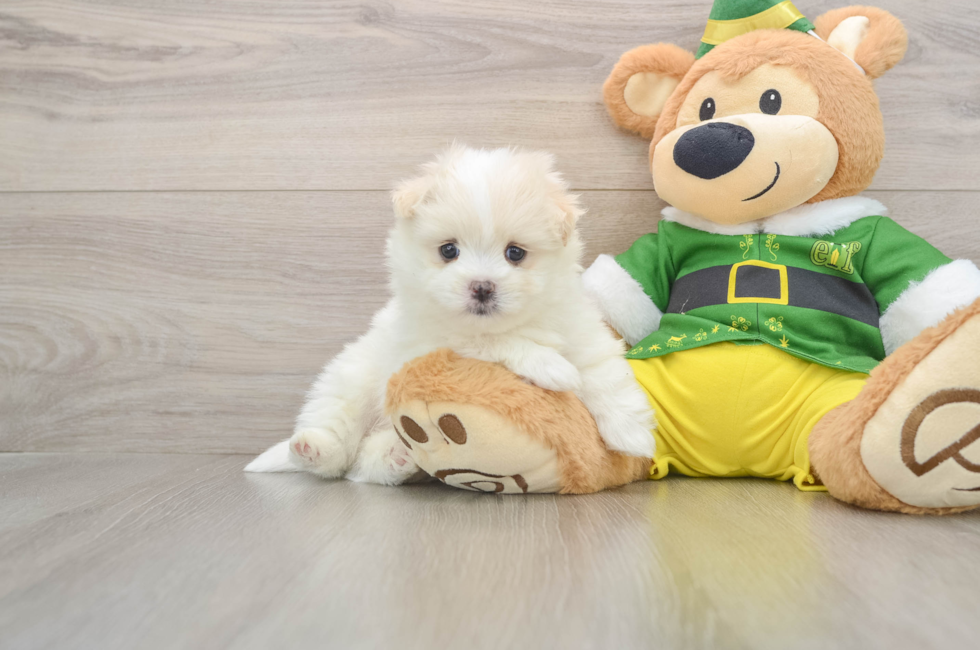 5 week old Maltipom Puppy For Sale - Windy City Pups