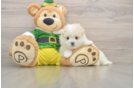 Maltipom Puppy for Adoption