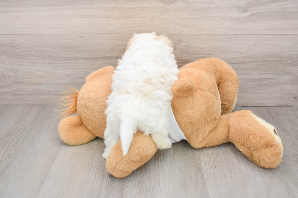 Little Maltese Pom Designer Puppy