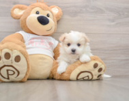 5 week old Maltipom Puppy For Sale - Windy City Pups
