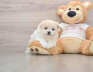 5 week old Maltipom Puppy For Sale - Windy City Pups