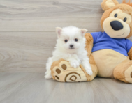 7 week old Maltipom Puppy For Sale - Windy City Pups