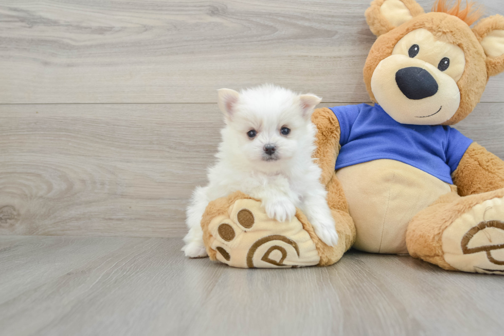 Playful Maltese Pom Designer Puppy