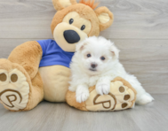 7 week old Maltipom Puppy For Sale - Windy City Pups