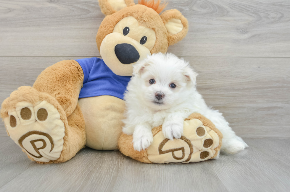 7 week old Maltipom Puppy For Sale - Windy City Pups