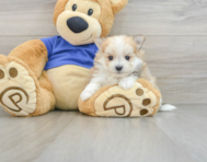 7 week old Maltipom Puppy For Sale - Windy City Pups