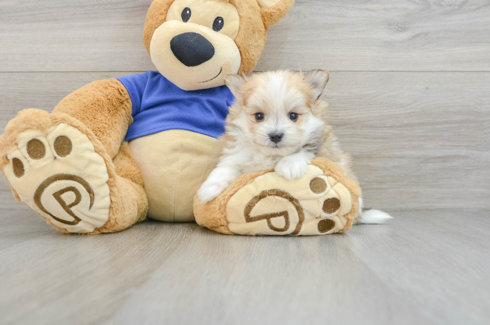 7 week old Maltipom Puppy For Sale - Windy City Pups