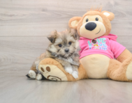 5 week old Maltipom Puppy For Sale - Windy City Pups