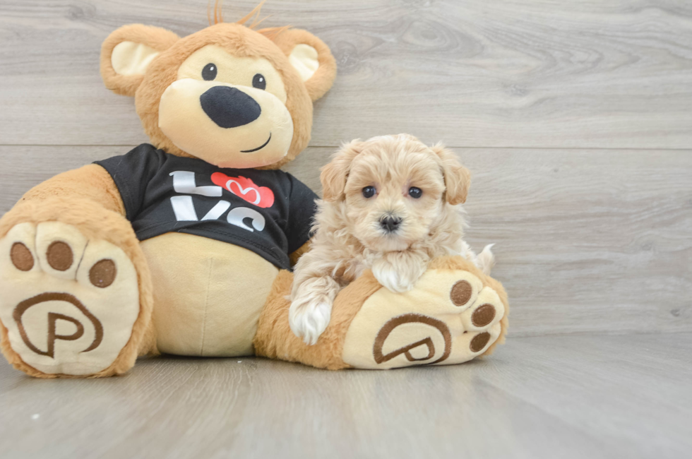 5 week old Maltipoo Puppy For Sale - Windy City Pups