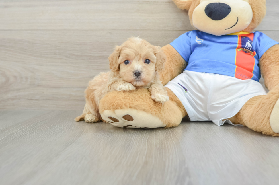 5 week old Maltipoo Puppy For Sale - Windy City Pups
