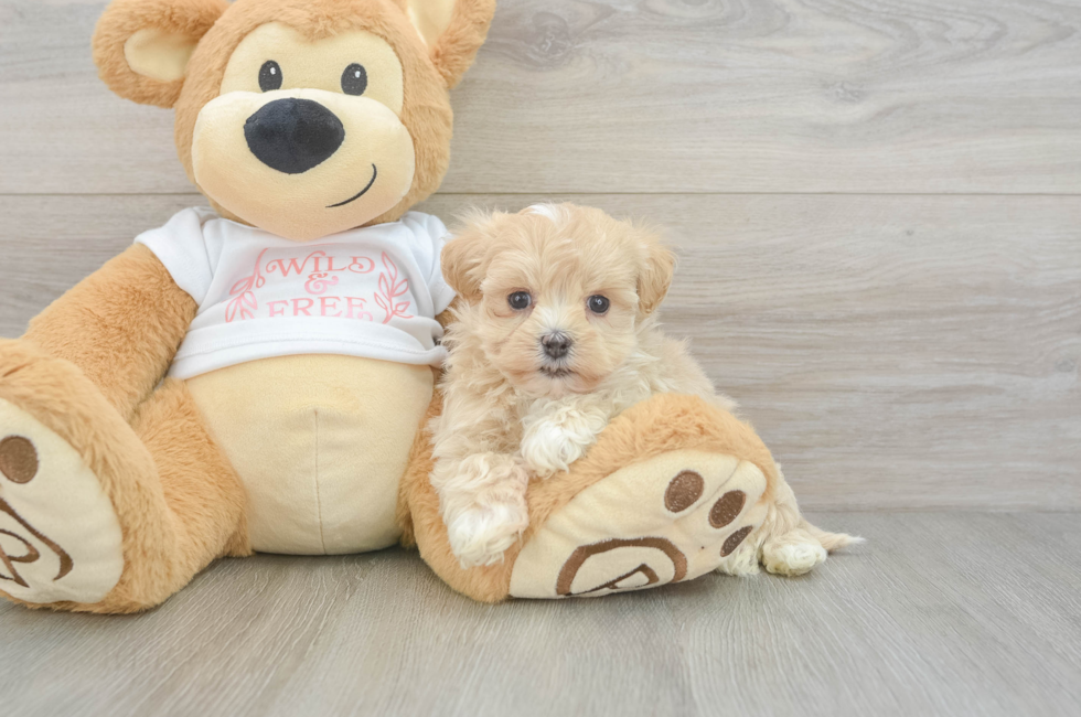 5 week old Maltipoo Puppy For Sale - Windy City Pups