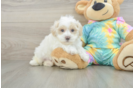 Best Maltipoo Baby