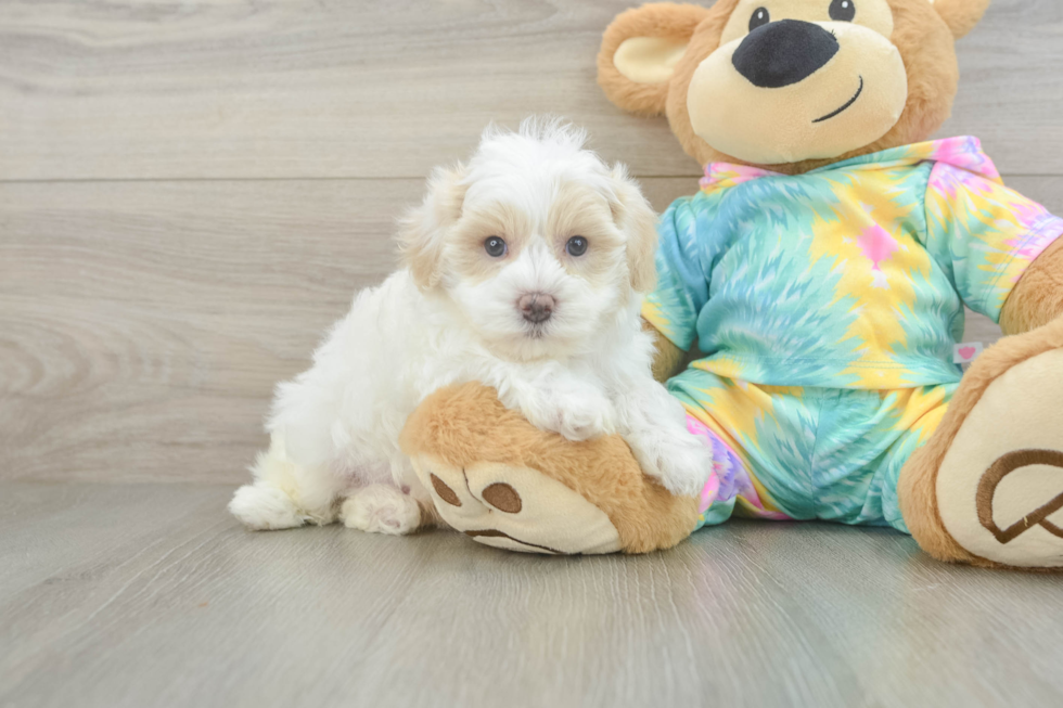 Best Maltipoo Baby