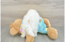 Maltipoo Puppy for Adoption