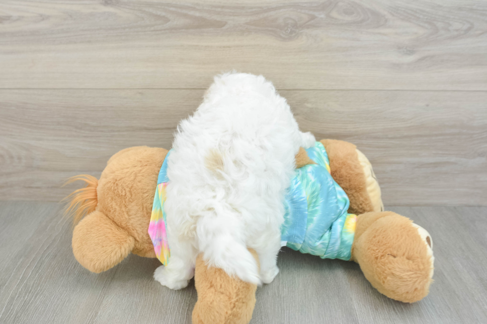 Maltipoo Puppy for Adoption