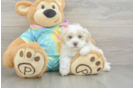 Fluffy Maltipoo Poodle Mix Pup