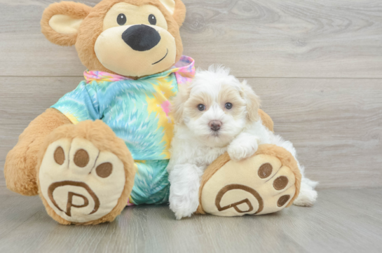 Fluffy Maltipoo Poodle Mix Pup