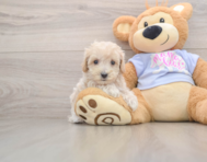 8 week old Maltipoo Puppy For Sale - Windy City Pups