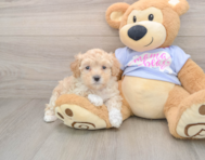 8 week old Maltipoo Puppy For Sale - Windy City Pups