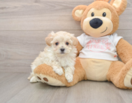 8 week old Maltipoo Puppy For Sale - Windy City Pups