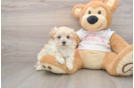 Best Maltipoo Baby