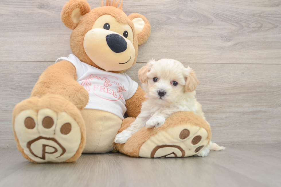 Maltipoo Pup Being Cute