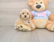 7 week old Maltipoo Puppy For Sale - Windy City Pups
