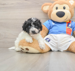 6 week old Maltipoo Puppy For Sale - Windy City Pups