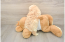 Small Maltipoo Baby