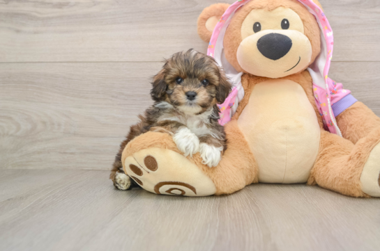 ADOLFO, a Maltipoo littermate