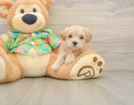 8 week old Maltipoo Puppy For Sale - Windy City Pups