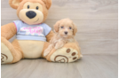 Maltipoo Puppy for Adoption