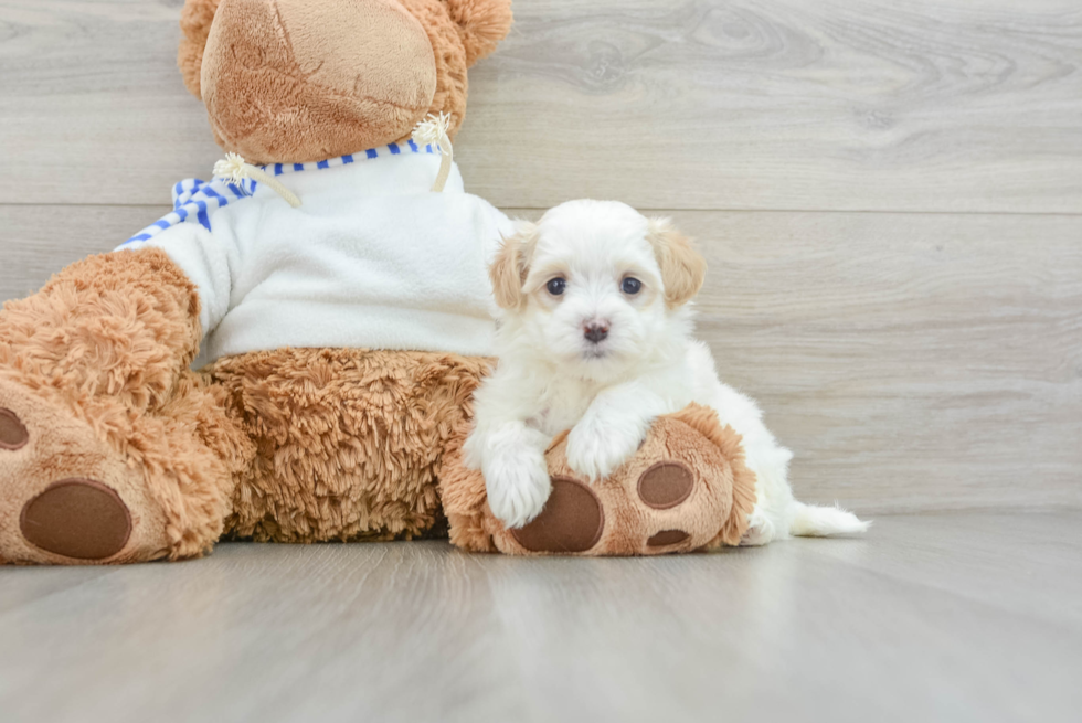 Maltipoo Puppy for Adoption