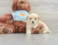 8 week old Maltipoo Puppy For Sale - Windy City Pups