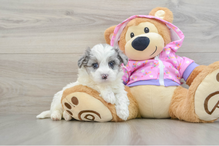 Best Maltipoo Baby