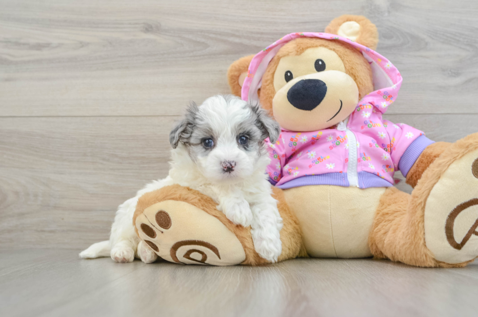 6 week old Maltipoo Puppy For Sale - Windy City Pups