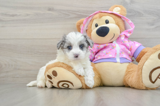 Best Maltipoo Baby