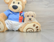 8 week old Maltipoo Puppy For Sale - Windy City Pups