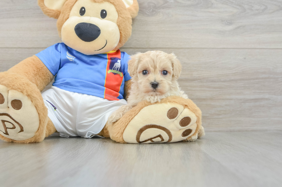 5 week old Maltipoo Puppy For Sale - Windy City Pups