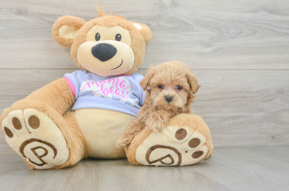 6 week old Maltipoo Puppy For Sale - Windy City Pups